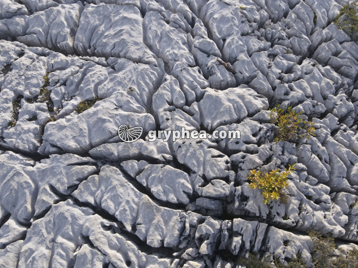 Lapiaz - détail - Parmelan (vue aérienne) - gryphea.org